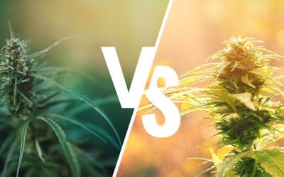 Les 5 Différences entre le Chanvre et La Marijuana.