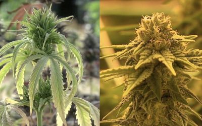Différence entre le Chanvre et le Cannabis : Mythes et Réalités